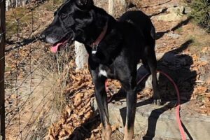 blacky von privat IMG_005 blacky von privat IMG_005