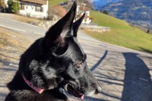 blacky von privat IMG_006 blacky von privat IMG_006