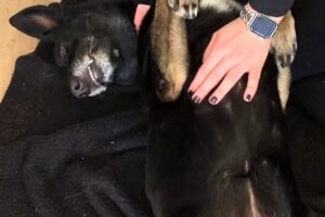 blacky von privat IMG_007 blacky von privat IMG_007