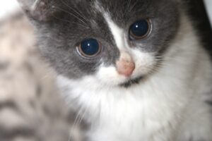 dahlia IMG_0254we dahlia IMG_0254we