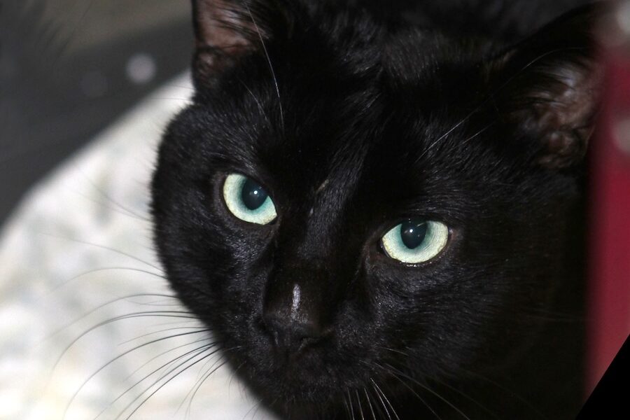 kuro IMG_0034we kuro IMG_0034we
