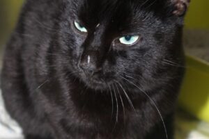 kuro IMG_0039w kuro IMG_0039w