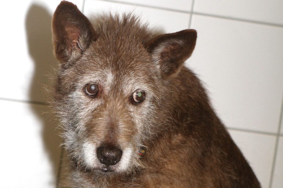 mustata IMG_9969-1we