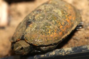 pablo erdprachtschildkröte IMG_2098we