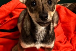 peggy IMG004