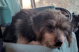 Levander (3) Levander (3)