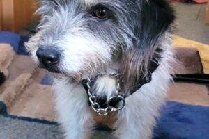 Levander (5) Levander (5)