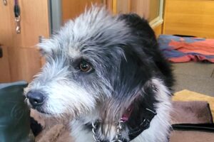 Levander (6) Levander (6)