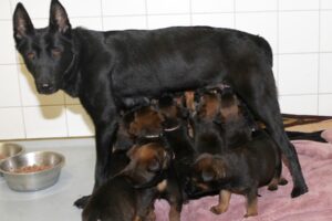 chelsea mit 10 Kindern IMG_0036we