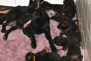 chelsea mit 10 Kindern IMG_0045we Kopie