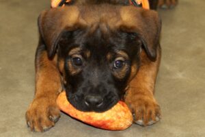 chelsea welpe IMG_9850we