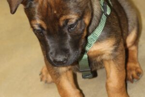 chelsea welpe IMG_9860we