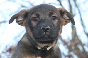 chelsea welpen IMG_0180