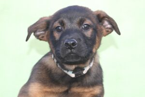 chelsea welpen IMG_0187