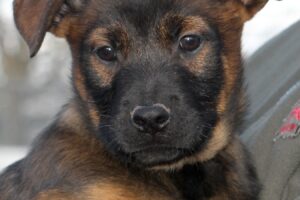 chelsea welpen IMG_0197we