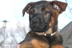 chelsea welpen IMG_0198we