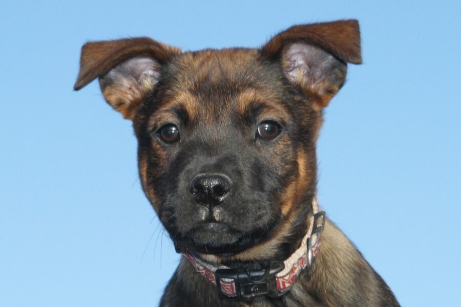 chelsea welpen IMG_0223we