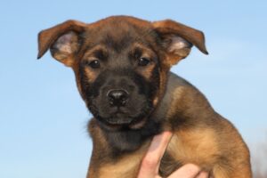 chelsea welpen IMG_0227we