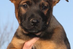 chelsea welpen IMG_0231we