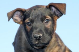 chelsea welpen IMG_0237we