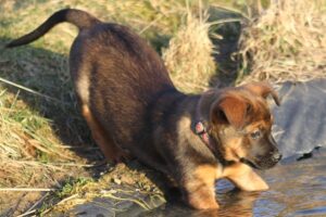 chelsea welpen IMG_0239we