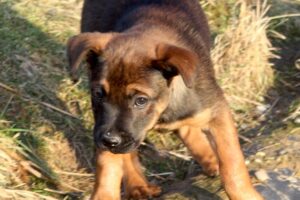 chelsea welpen IMG_0241we