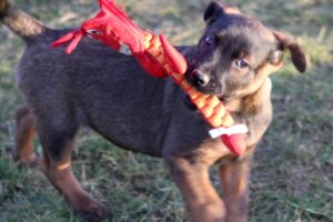 chelsea welpen IMG_0243we