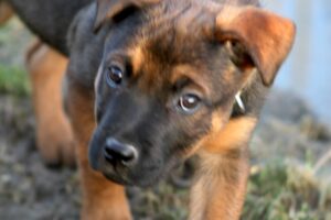 chelsea welpen IMG_0249we