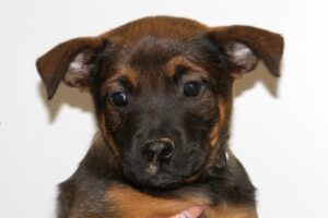 chelsea welpen IMG_0255-1we