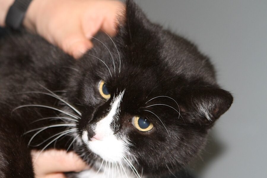 dino IMG_0438we dino IMG_0438we