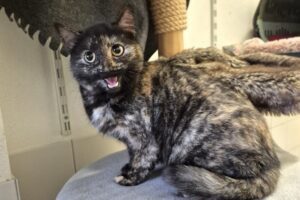 jasmin IMG_003