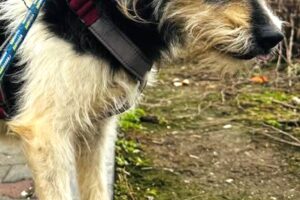 levander IMG_001 levander IMG_001