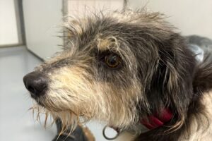 levander IMG_1001 levander IMG_1001