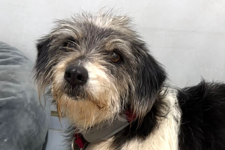 levander IMG_1003 levander IMG_1003