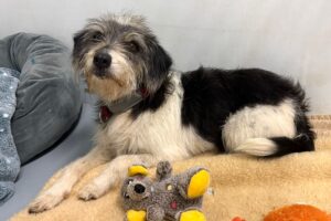 levander IMG_1004 levander IMG_1004