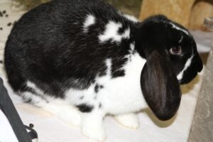 lotta langohr IMG_0622we