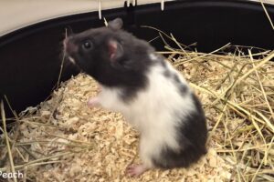 peach IMG_002 peach IMG_002