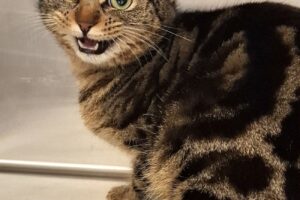 ruby IMG_001 ruby IMG_001