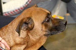 rudi ungarn IMG_0635we