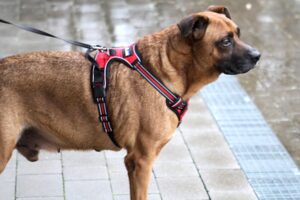 rudi ungarn IMG_0642we