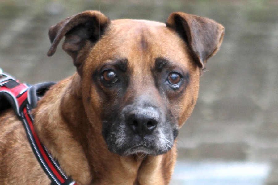 rudi ungarn IMG_0646we