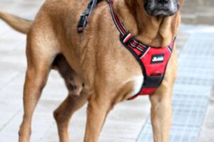 rudi ungarn IMG_0647we