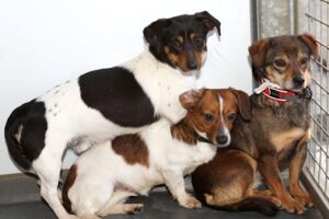 boomer april angela IMG_1806 web