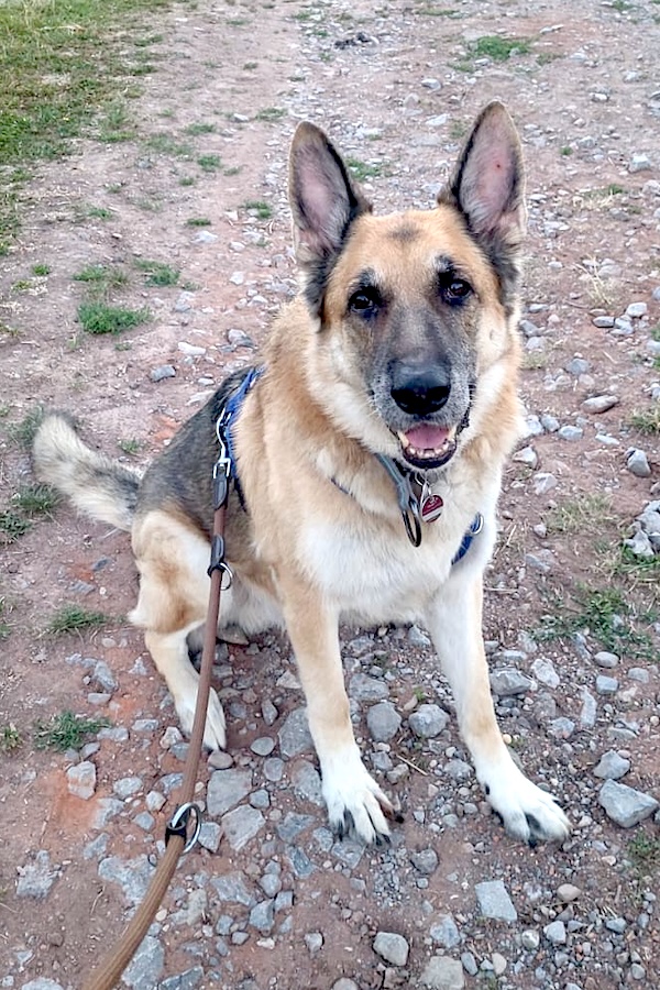 Buddy - Deutscher Schäferhund - Bild 3