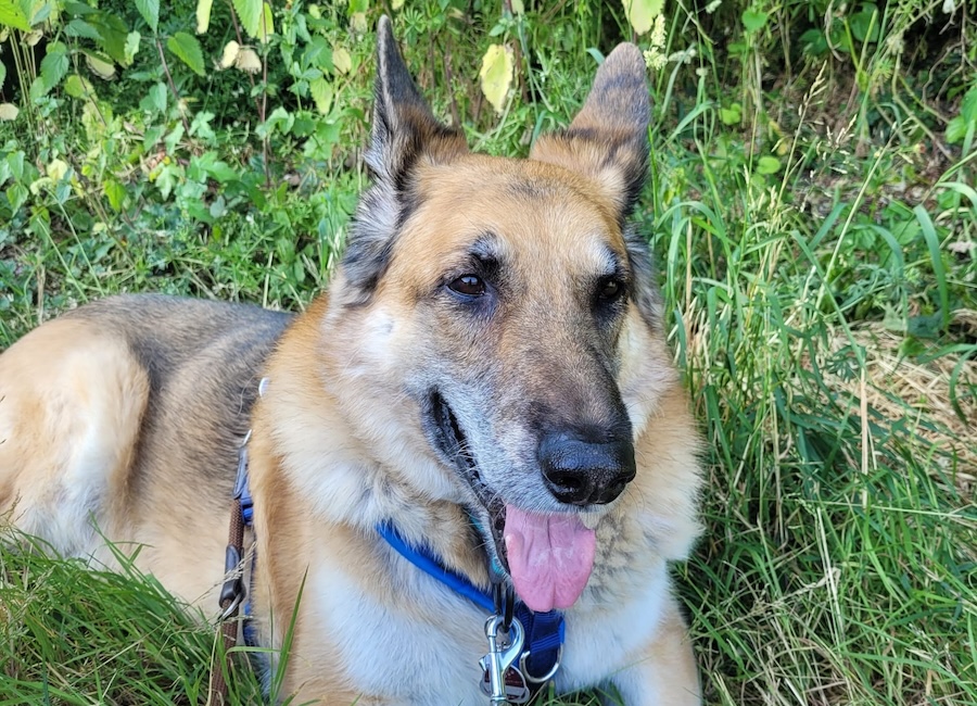 Deutscher Schäferhund Buddy