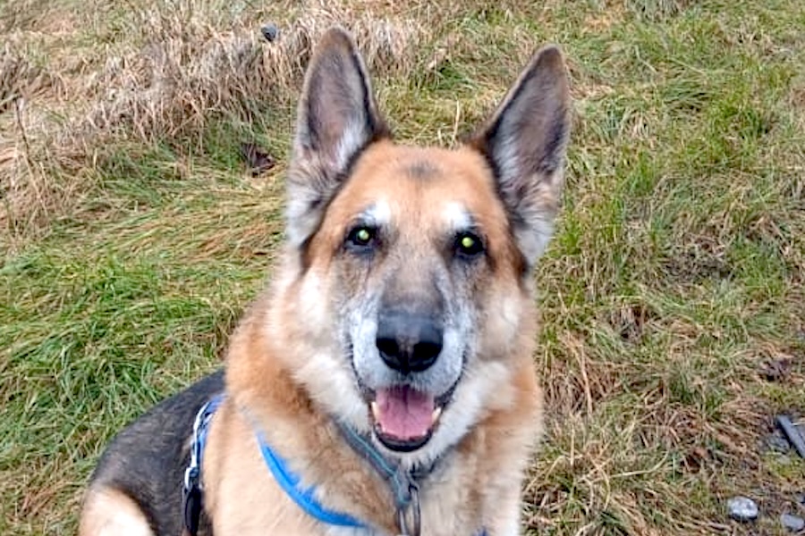 Buddy - Deutscher Schäferhund - Bild 2