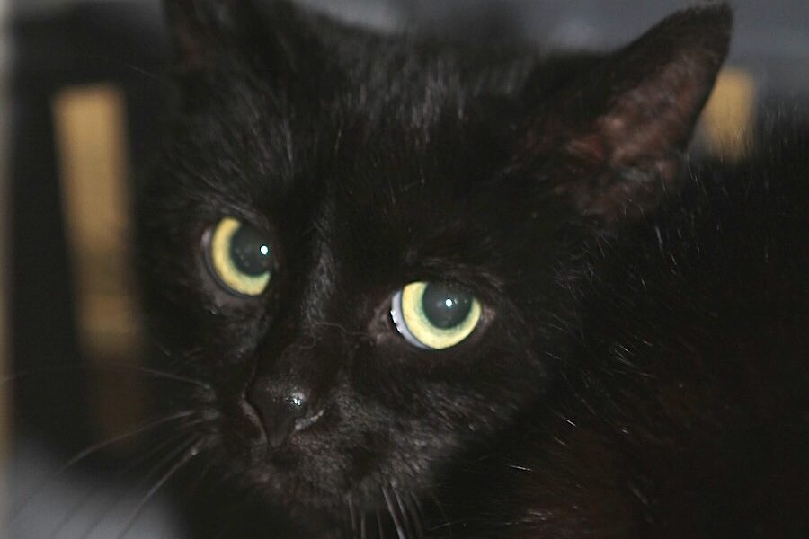 cynthia charleen cleoatra cäsar IMG_1491we