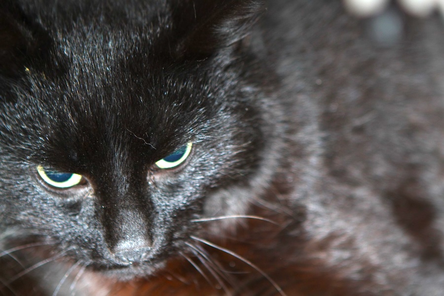 cynthia charleen cleoatra cäsar IMG_1498we