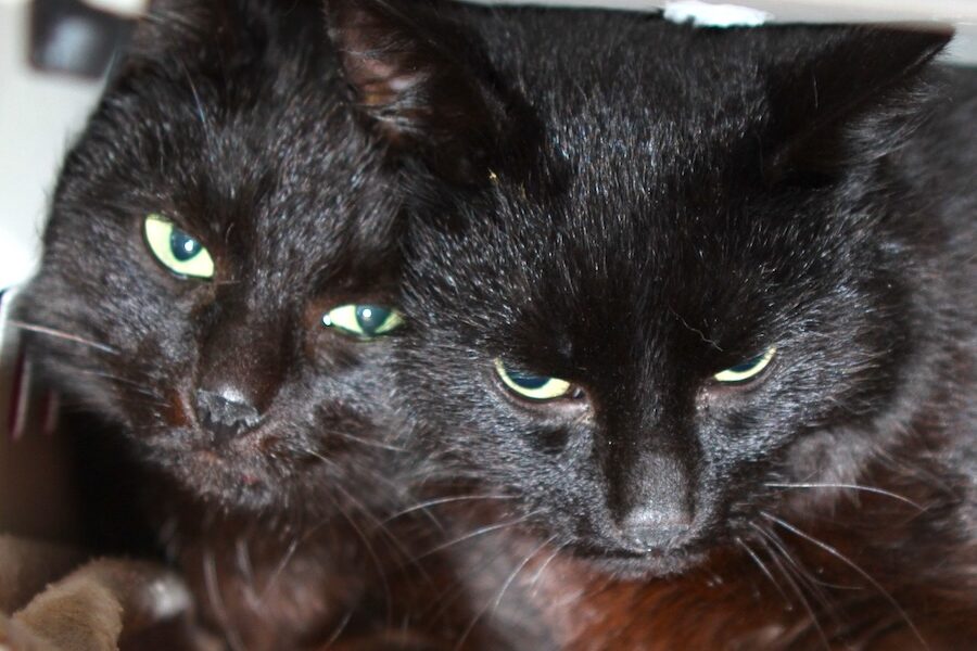 cynthia charleen cleoatra cäsar IMG_1499we