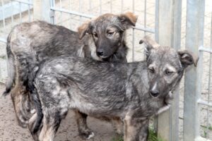 dodo dina IMG_2308we